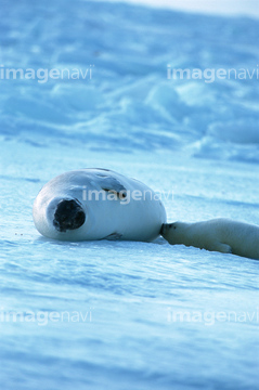アザラシ 赤ちゃん 全身 の画像素材 海の動物 生き物の写真素材ならイメージナビ アザラシ 赤ちゃん 全身 の画像素材 海の動物 生き物の写真素材ならイメージナビ