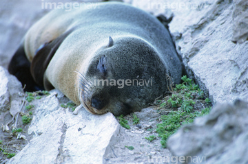 生き物 海の動物 トド オットセイ かわいい の画像素材 写真素材ならイメージナビ