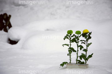 雪 花 冬 菊 ロイヤリティフリー の画像素材 花 植物の写真素材ならイメージナビ