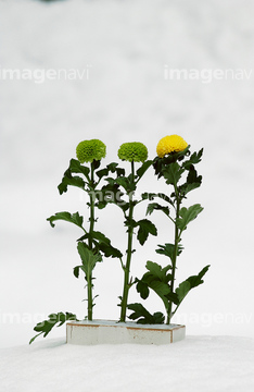 雪 花 冬 菊 ロイヤリティフリー の画像素材 花 植物の写真素材ならイメージナビ