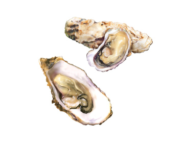 貝 イラスト 牡蠣 二枚貝 貝 魚介 の画像素材 生き物 イラスト Cgのイラスト素材ならイメージナビ