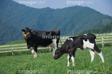 牛 ホルスタイン の画像素材 家畜 生き物の写真素材ならイメージナビ
