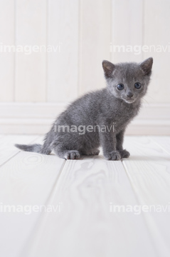 ロシアンブルー 全身 壁 飼い猫 の画像素材 ペット 生き物の写真素材ならイメージナビ