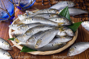 コノシロ の画像素材 魚介 食べ物の写真素材ならイメージナビ