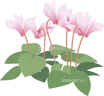 冬 花 春 夏 秋 クリスマス ピンク色 イラスト の画像素材 花 植物 イラスト Cgのイラスト素材ならイメージナビ