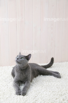 ネコ 寝る ロシアンブルー ロイヤリティフリー の画像素材 ペット 生き物の写真素材ならイメージナビ