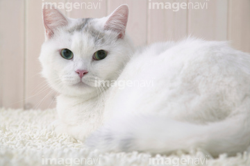 白猫 の画像素材 陸の動物 生き物の写真素材ならイメージナビ