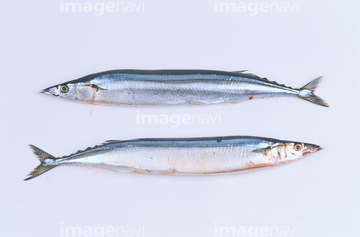 サンマ の画像素材 魚介 食べ物の写真素材ならイメージナビ