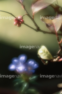 サネカズラ の画像素材 その他植物 花 植物の写真素材ならイメージナビ