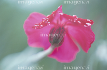 ブルビネラ の画像素材 花 植物の写真素材ならイメージナビ