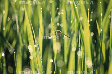 トンボ草 の画像素材 葉 花 植物の写真素材ならイメージナビ