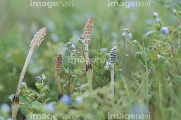 スギナ の画像素材 その他植物 花 植物の写真素材ならイメージナビ