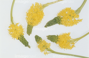 ブルビネラ の画像素材 花 植物の写真素材ならイメージナビ