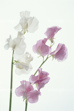 スイートピー ピンク色 の画像素材 花 植物の写真素材ならイメージナビ