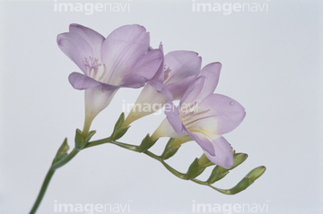 フリージア の画像素材 花 植物 イラスト Cgの写真素材ならイメージナビ