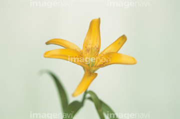 ユリ 黄色 ヒメユリ の画像素材 花 植物の写真素材ならイメージナビ