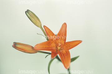 ヒメユリ の画像素材 花 植物の写真素材ならイメージナビ