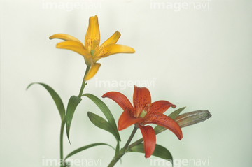 ヒメユリ の画像素材 花 植物の写真素材ならイメージナビ