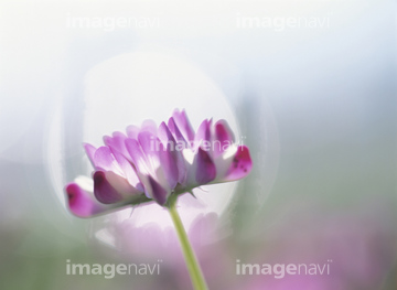レンゲ 花 の画像素材 花 植物の写真素材ならイメージナビ