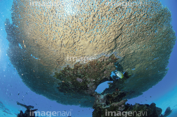 テーブルサンゴ】の画像素材 | 海の動物・生き物の写真素材なら テーブルサンゴ】の画像素材 | 海の動物・生き物の写真素材なら