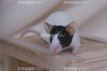 ハツカネズミ イラスト パンダマウス の画像素材 写真素材ならイメージナビ