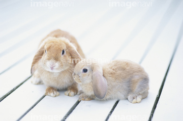 ロップイヤー かわいい 子ウサギ の画像素材 ペット 生き物の写真素材ならイメージナビ