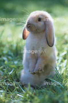 生き物 ペット ウサギ 立つ かわいい の画像素材 写真素材ならイメージナビ
