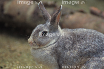 飼いウサギ 横顔 の画像素材 家畜 生き物の写真素材ならイメージナビ