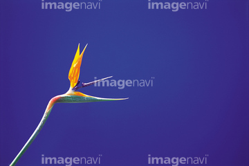 極楽鳥 の画像素材 生き物 イラスト Cgの写真素材ならイメージナビ