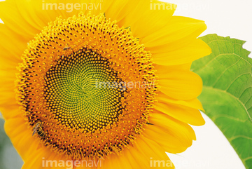 ヒマワリ 葉 の画像素材 花 植物の写真素材ならイメージナビ