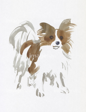 犬のイラスト特集 パピヨン イラスト の画像素材 生き物 イラスト Cgのイラスト素材ならイメージナビ