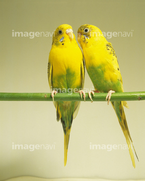 インコ の画像素材 鳥類 生き物の写真素材ならイメージナビ