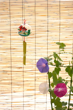 アサガオ 風鈴 すだれ状 の画像素材 花 植物 イラスト Cgの写真素材ならイメージナビ