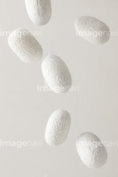 蚕 繭 の画像素材 虫 昆虫 生き物の写真素材ならイメージナビ