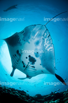 エイ の画像素材 魚類 生き物の写真素材ならイメージナビ