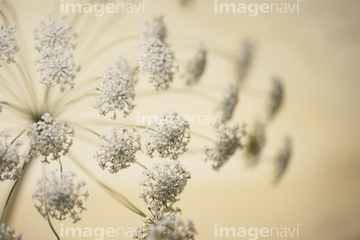 ホワイトレースフラワー の画像素材 趣味 遊び ライフスタイルの写真素材ならイメージナビ