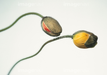 花 植物 花 つぼみ ポピー 赤色 の画像素材 写真素材ならイメージナビ