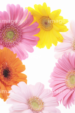 ガーベラ の画像素材 花 植物の写真素材ならイメージナビ