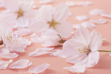 桜 アップ 桜の花びら 写真 の画像素材 花 植物の写真素材ならイメージナビ