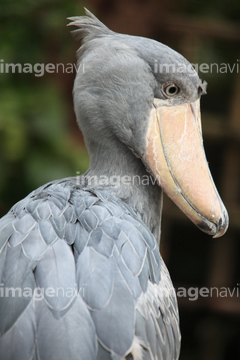 世界の珍しい動物 野鳥 の画像素材 生き物 イラスト Cgの写真素材ならイメージナビ