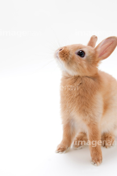 飼いウサギ 横顔 の画像素材 家畜 生き物の写真素材ならイメージナビ