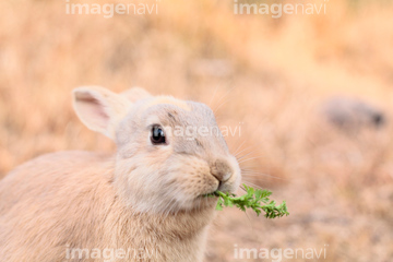 うさぎ アナウサギ 野生 ロイヤリティフリー 写真 の画像素材 陸の動物 生き物の写真素材ならイメージナビ