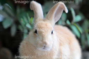 子ウサギ の画像素材 陸の動物 生き物の写真素材ならイメージナビ