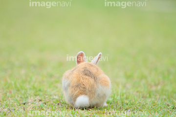 うさぎ 後ろ姿 アナウサギ の画像素材 ペット 生き物の写真素材ならイメージナビ