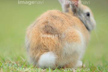 うさぎ 後ろ姿 アナウサギ の画像素材 ペット 生き物の写真素材ならイメージナビ