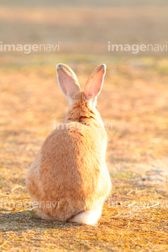 うさぎ 後ろ姿 アナウサギ の画像素材 ペット 生き物の写真素材ならイメージナビ