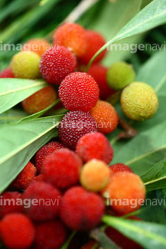 ヤマモモの仲間 初夏 の画像素材 樹木 花 植物の写真素材ならイメージナビ