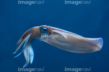 生き物 海の動物 イカ タコ 泳ぐ の画像素材 写真素材ならイメージナビ