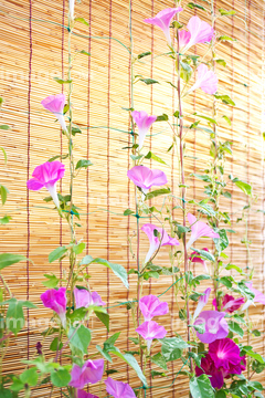 アサガオ の画像素材 葉 花 植物の写真素材ならイメージナビ