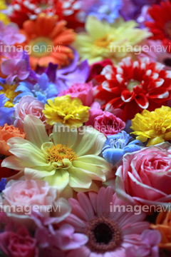 画像素材 花 植物の写真素材ならイメージナビ